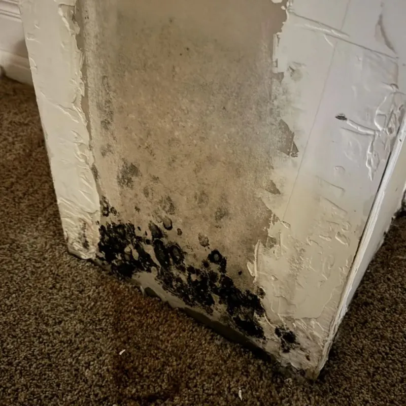 Professional Mold Removal in Polk County, NE
